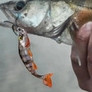 Isca Articulada Atrativa Febre nos Estados Unidos | 4 unidades |